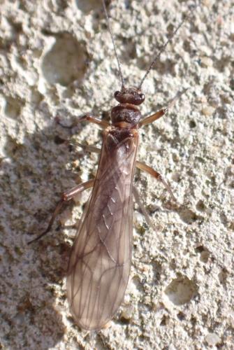 Nemoura cinerea